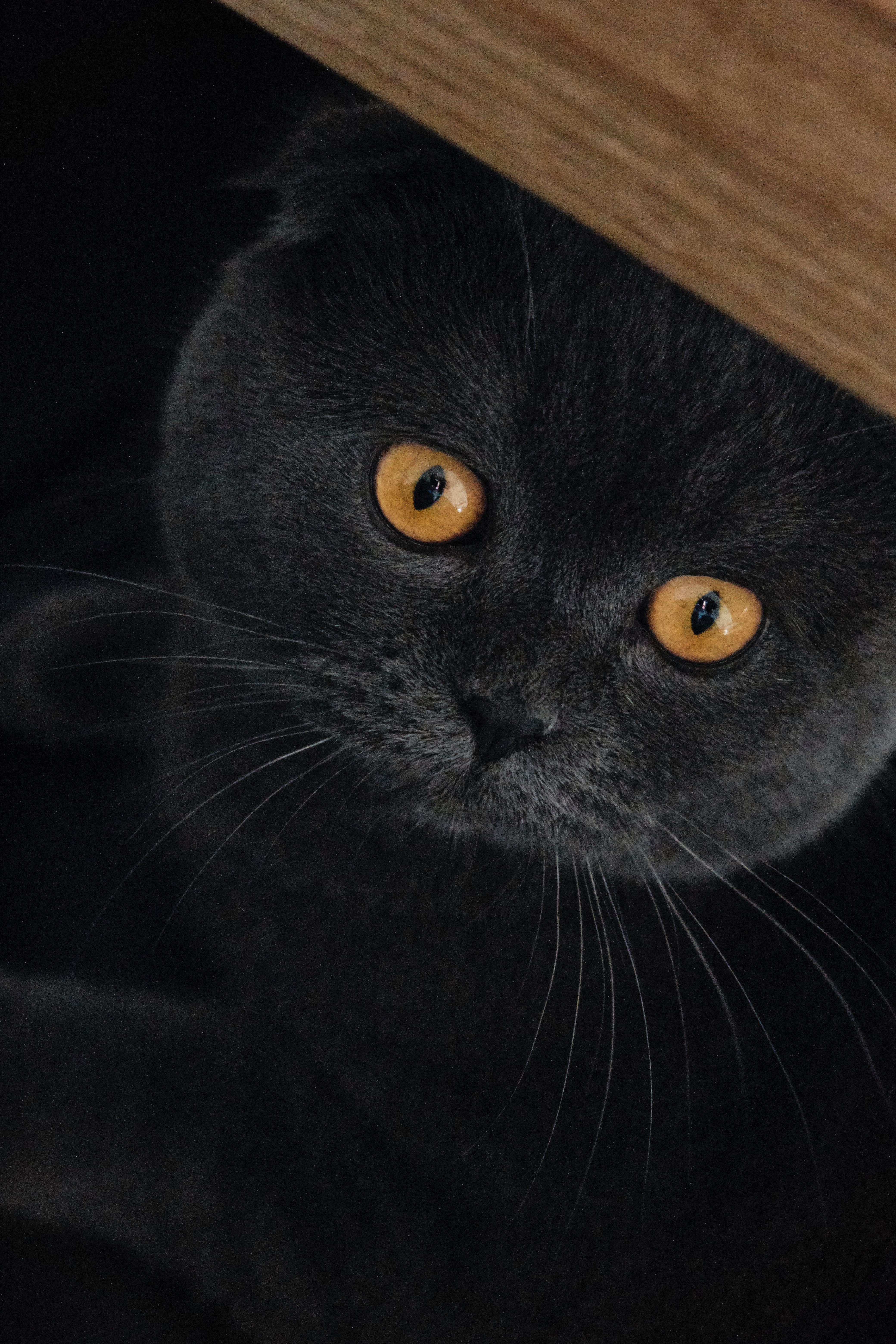 A Scottish Fold Cat
